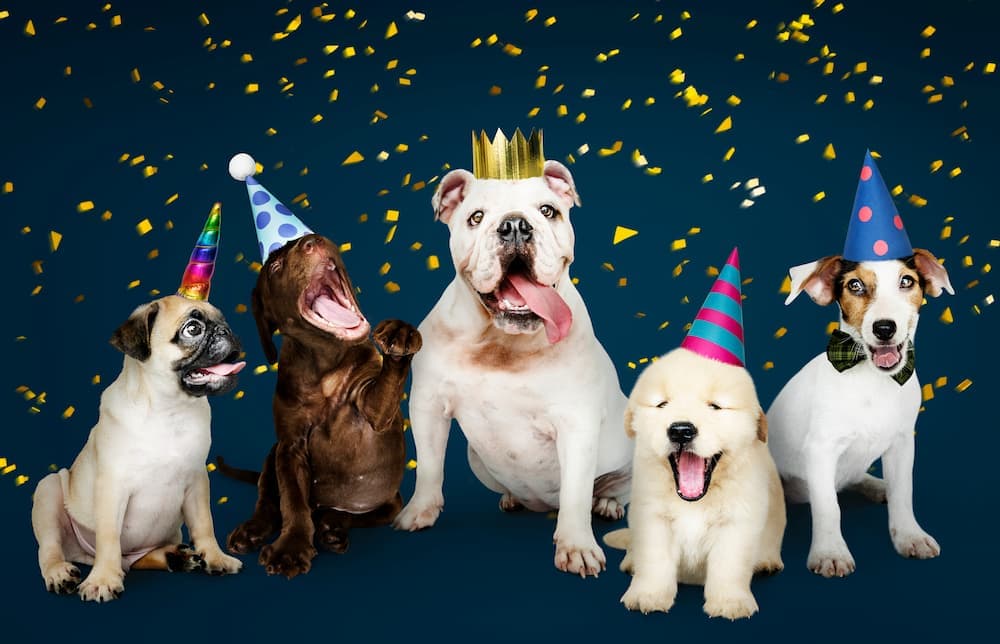 Dog birthday party quotes