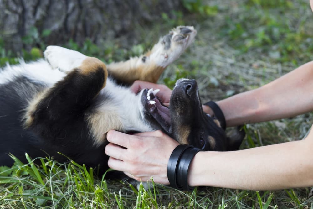 Are Dogs Ticklish?