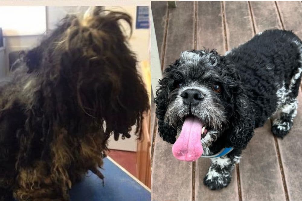 before and after rescue dog