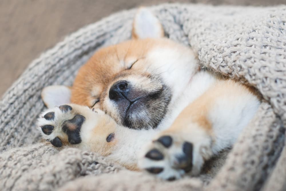 Shiba Inu puppy sleeping