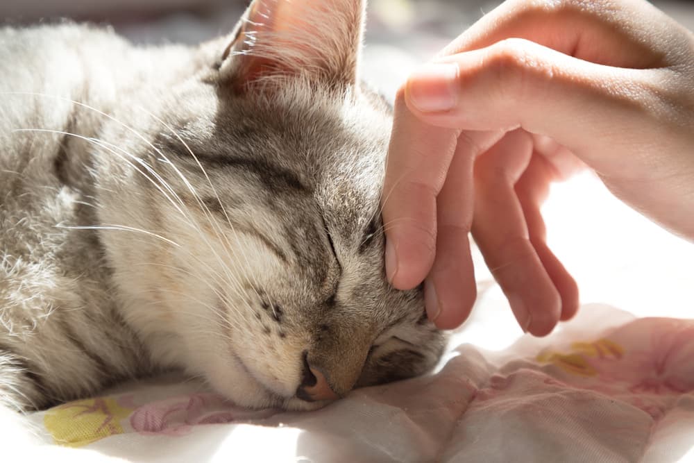 Cat being pet with hand in sunlight morning