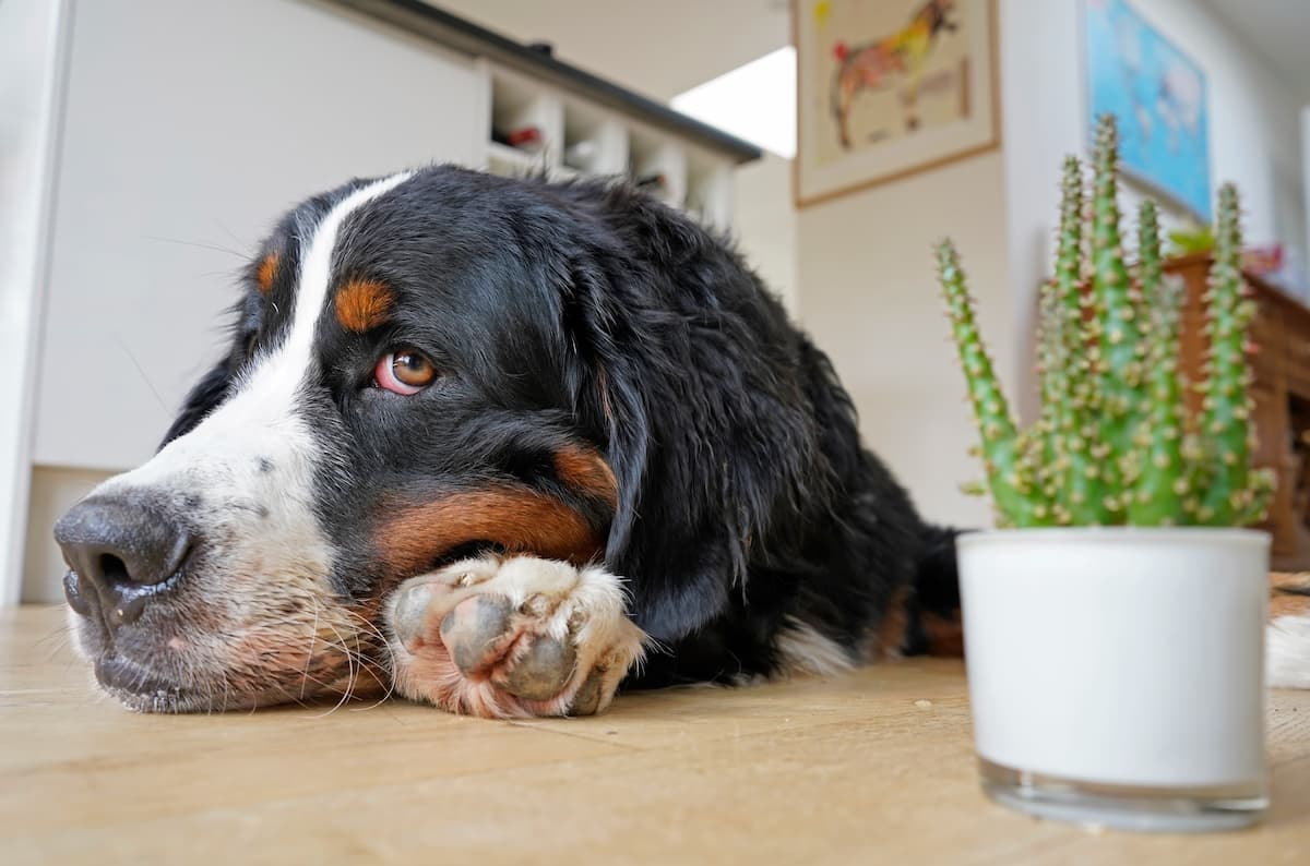 Dog who has mastered the side eye