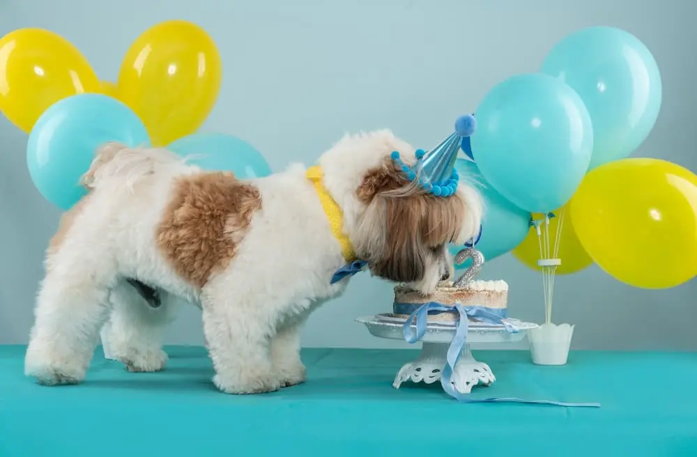 Dog sniffing birthday cake at party