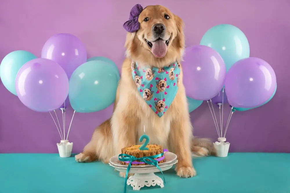 Dog smiling and celebrating with birthday cake