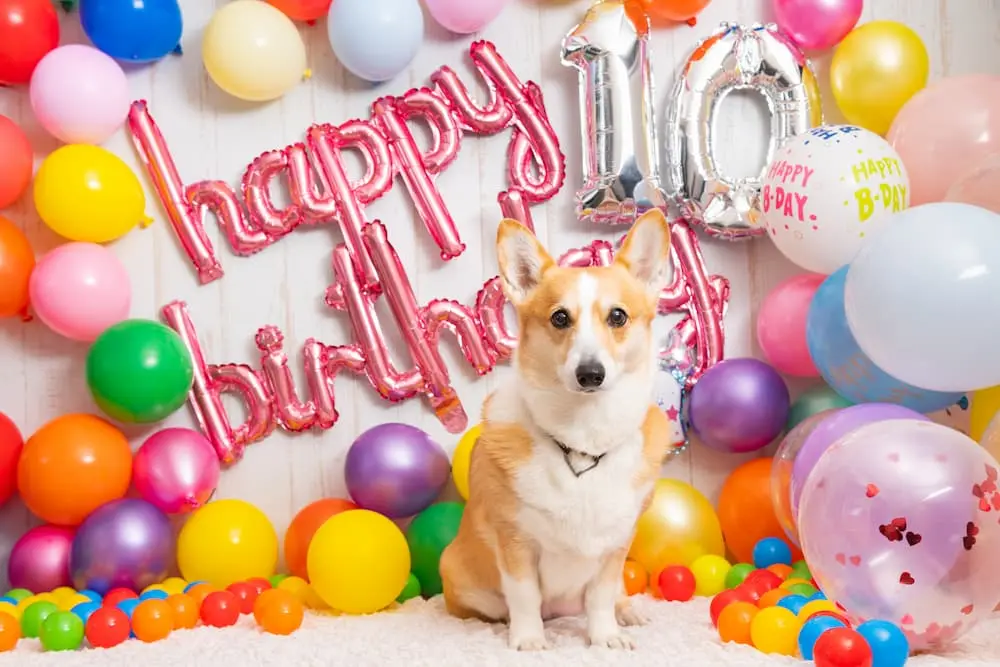 Funny dog celebrating tenth birthday