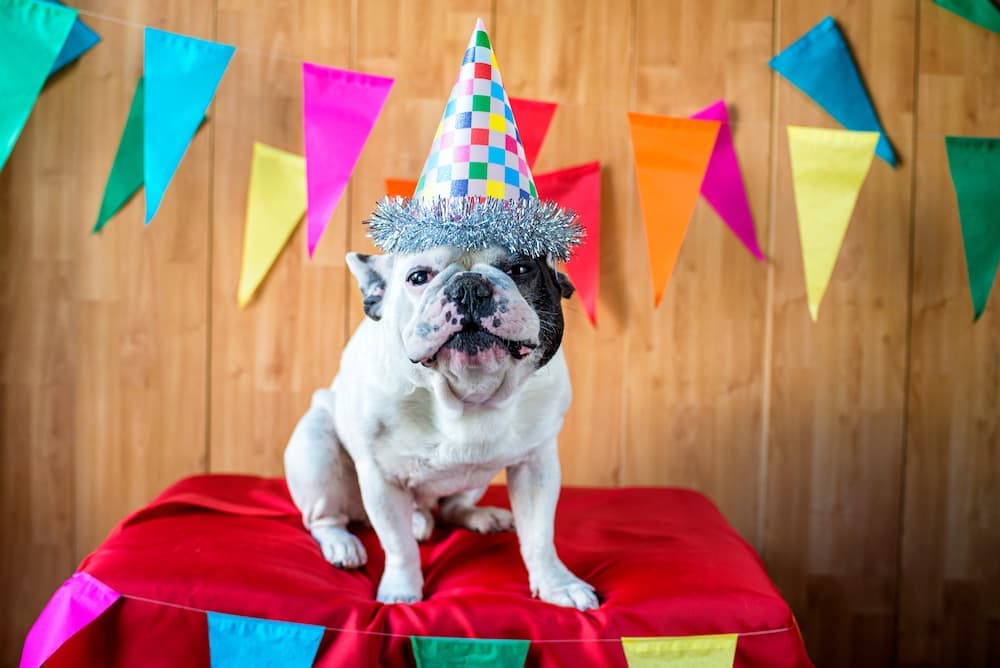 Dog at a birthday celebration