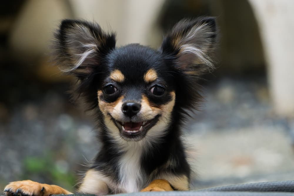 smiling chihuahua memes