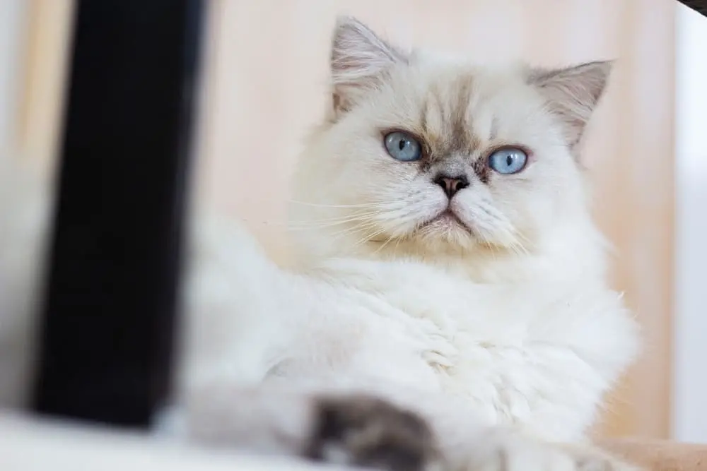Cute blue-eyed white cat