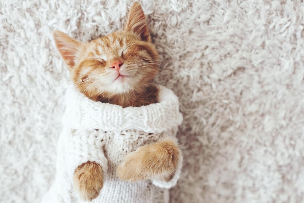 Cute ginger cat in sweater