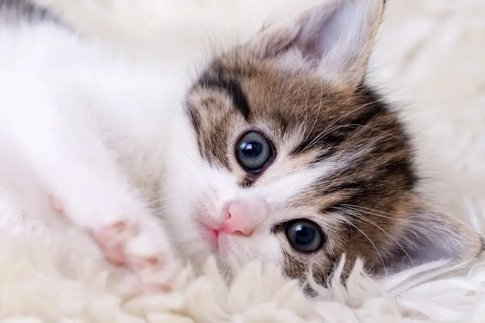 cute cat with big eyes