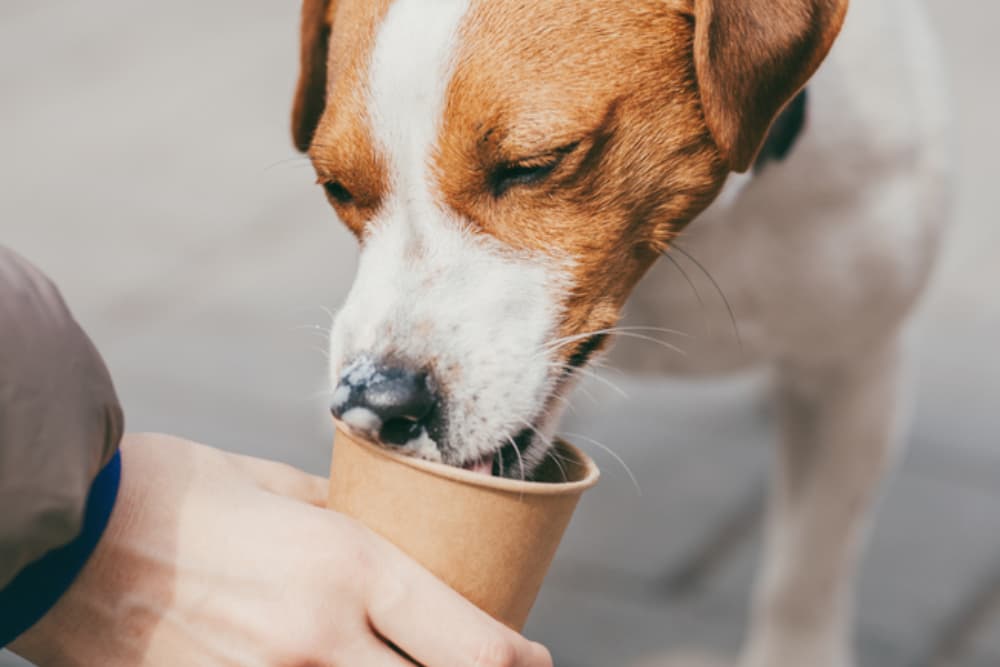 Jack Russell enjoying pup cup
