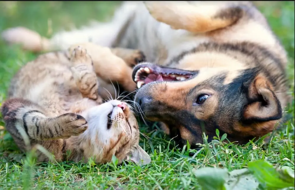 Funny dog and cat playing together