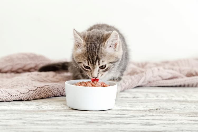 best-kitten-food-gpl Kitten eating food