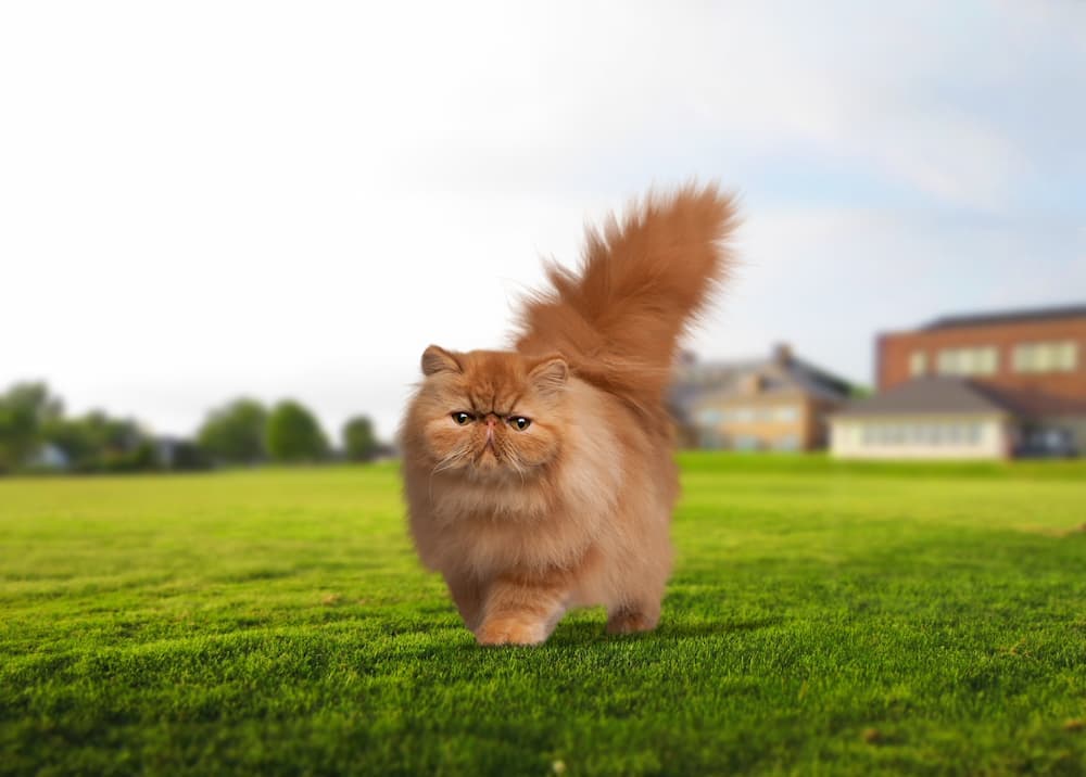 sweet cat looks adorable