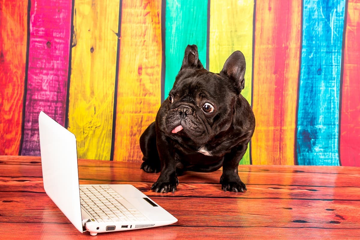 Dog GIFs that are funny