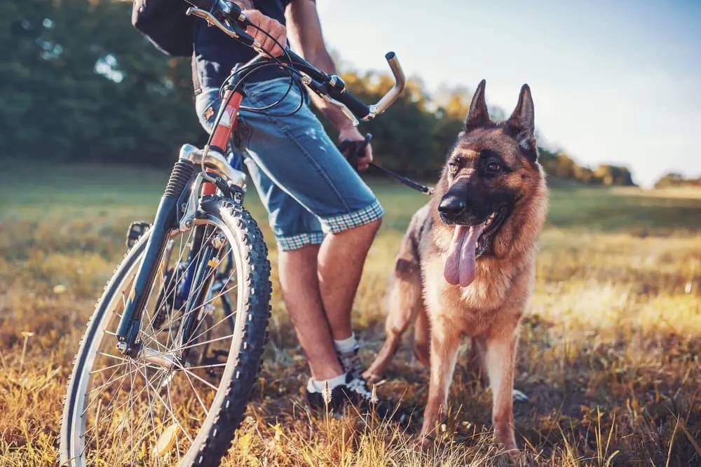 Happy dog outside with owner next to bike