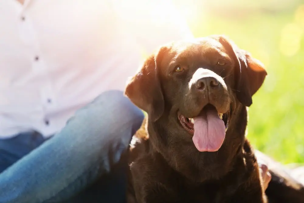 Dog outside in the sun with owner