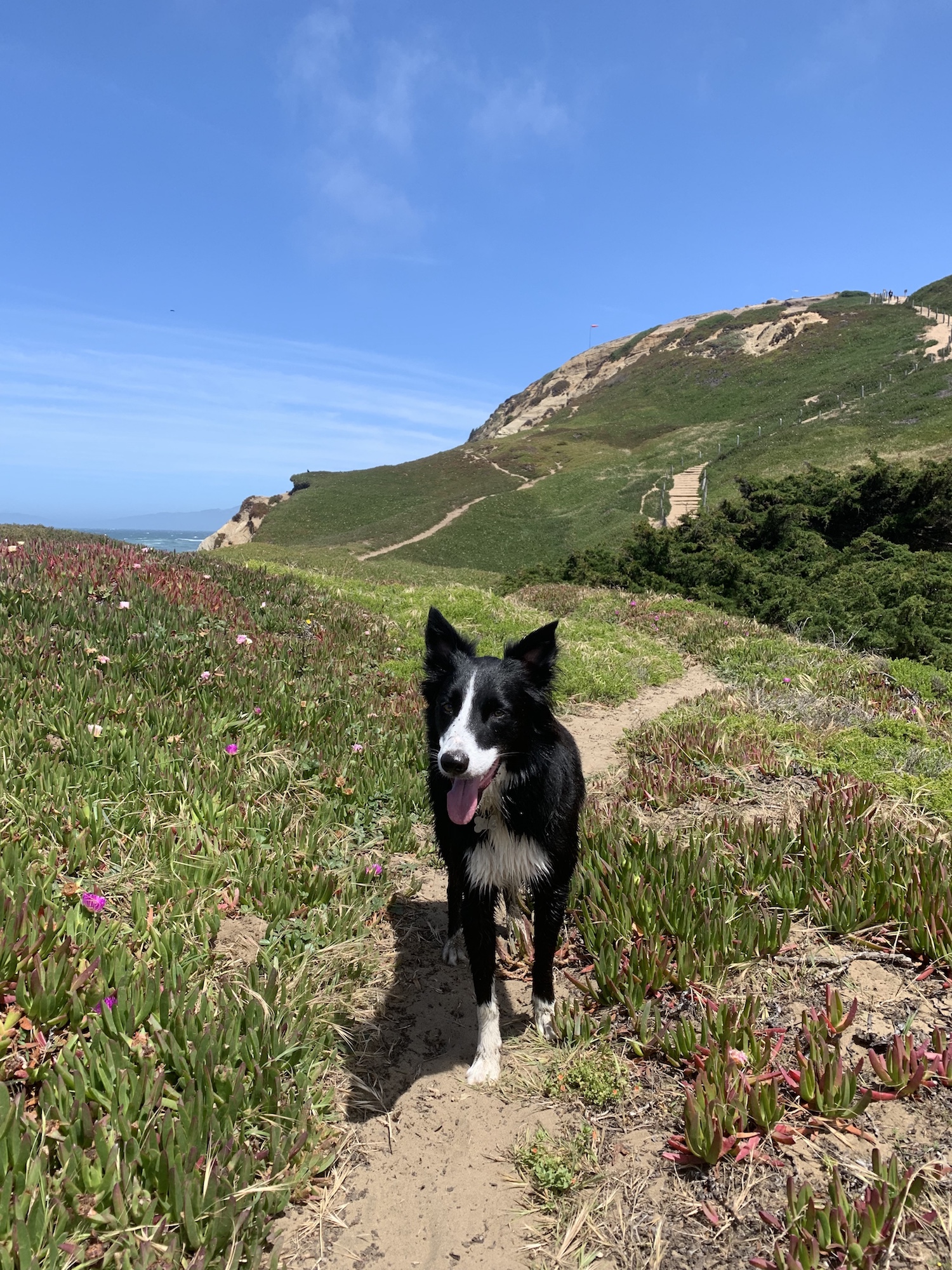 A border collie on a trail in Fort Funston, an off leash dog park in San Francisco. 