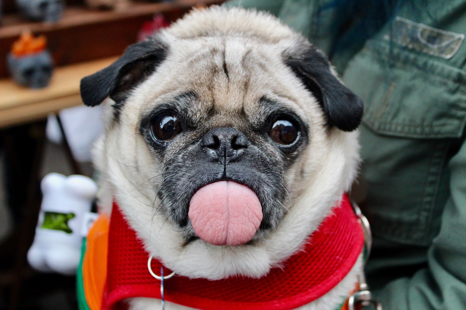 A pug sticks his tongue out at the camera