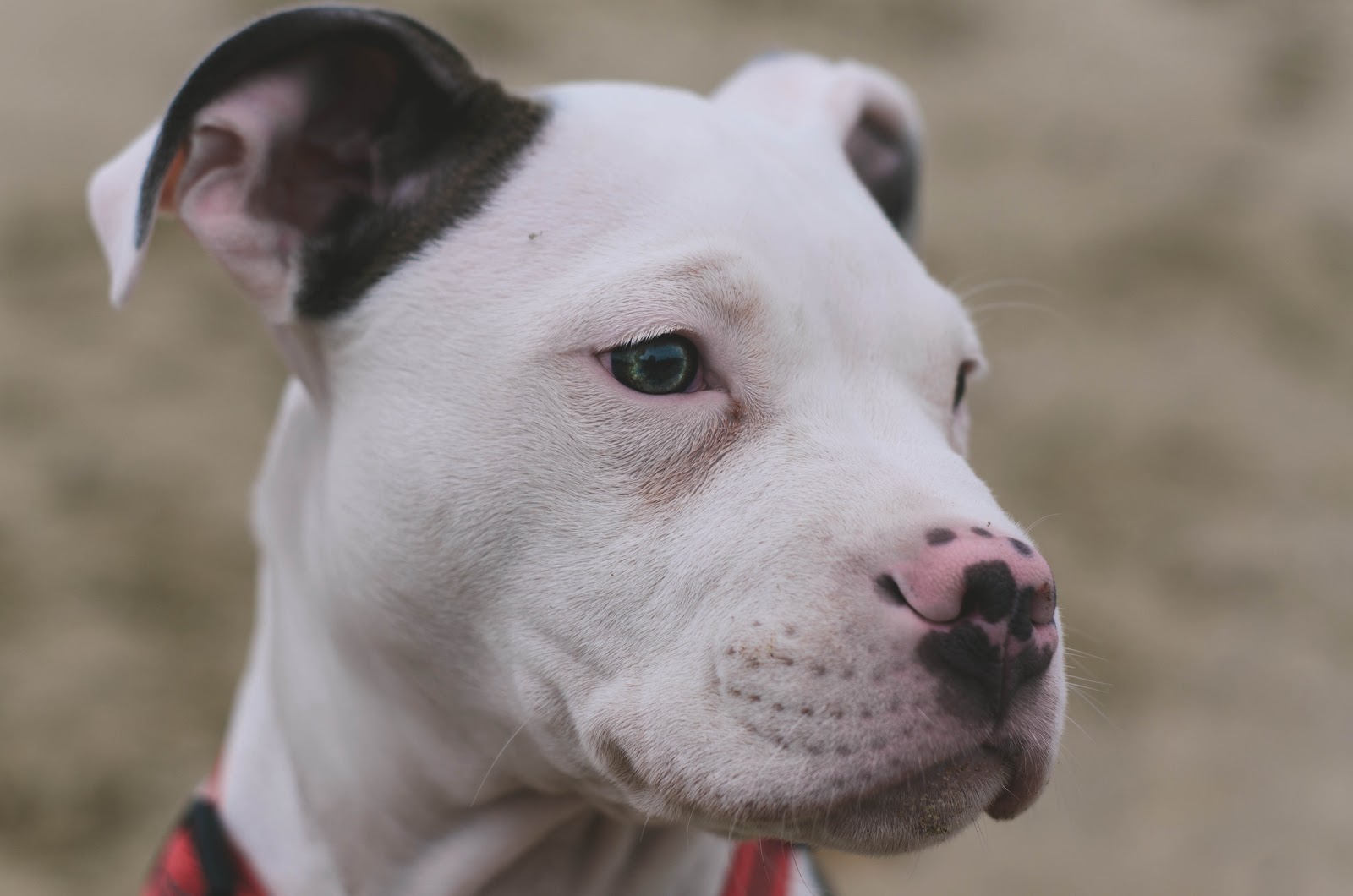 A Pitpull puppy with a spotted brown and pink nose looks off into the distance
