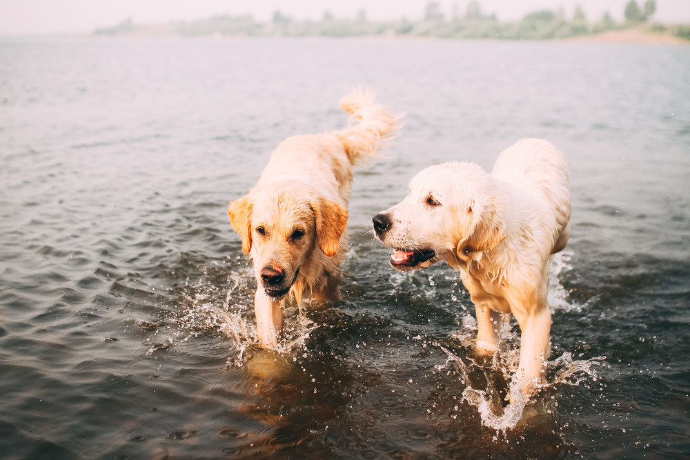 two dogs playing in lake